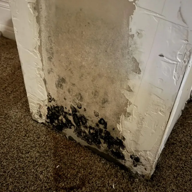 Professional Mold Removal in Lexington, OK